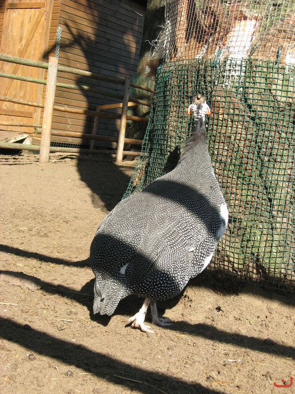 Лето 2009